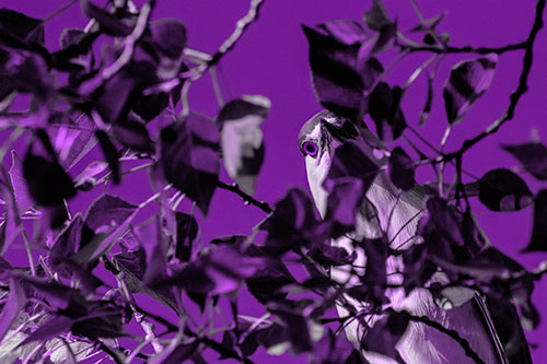 Wide Eyed Black Crowned Night Heron Looking Down From Tree Branch (Purple Tone)
