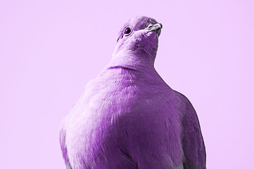 Wide Eyed Collared Dove Keeping Watch (Purple Tone Photo)