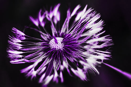 Wind Blowing Partial Puffed Dandelion (Purple Tone Photo)