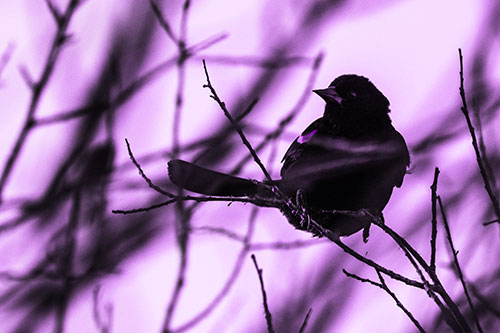 Wind Gust Blows Red Winged Blackbird Atop Tree Branch (Purple Tone Photo)