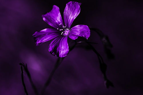 Wind Shaking Flax Flower (Purple Tone Photo)