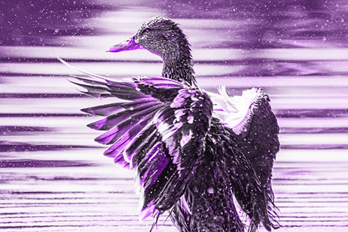 Wing Flapping Mallard Duck Splashing Lake Water (Purple Tone)