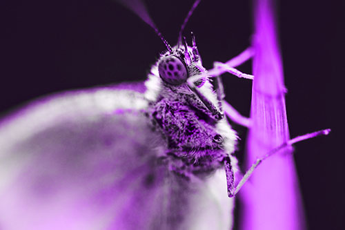 Wood White Butterfly Hugs Grass Blade (Purple Tone Photo)