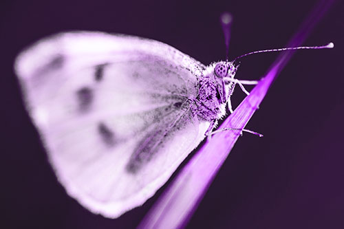 Wood White Butterfly Perched Atop Grass Blade (Purple Tone Photo)