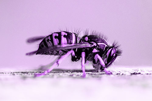 Yellowjacket Wasp Chewing Wood (Purple Tone)