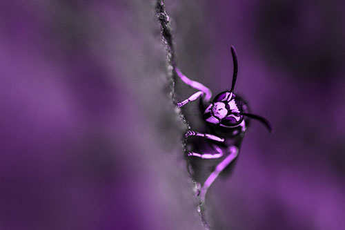 Yellowjacket Wasp Crawling Rock Vertically (Purple Tone Photo)