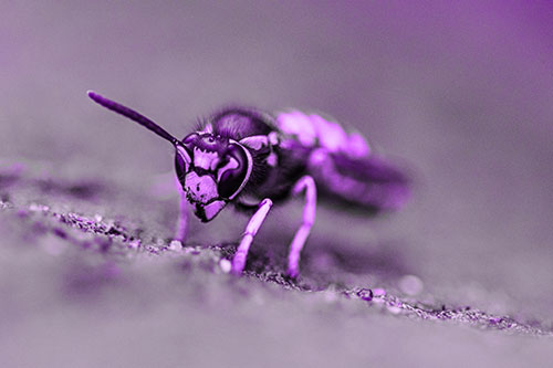 Yellowjacket Wasp Prepares For Flight (Purple Tone)