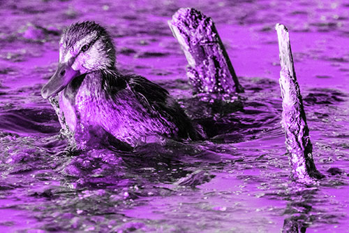 Young Mallard Duckling Playing Among Algae (Purple Tone)