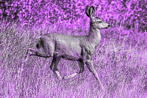 Young Mule Deer Galloping Across Grassland (Purple Tone)