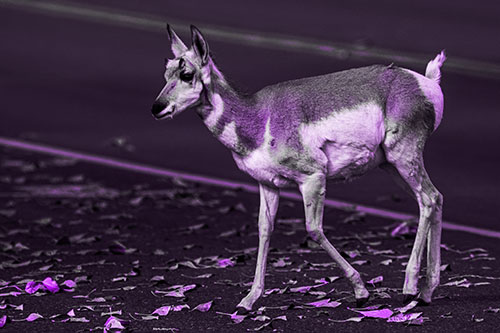 Young Pronghorn Crosses Leaf Covered Road (Purple Tone Photo)
