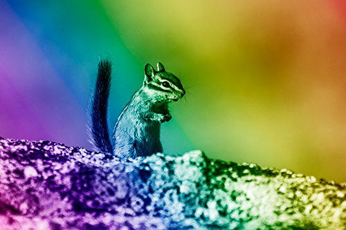 Alert Chipmunk Extending Tail Upwards (Rainbow Shade Photo)
