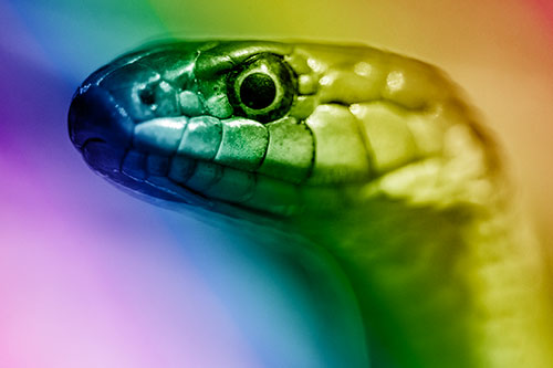 Alert Garter Snake Keeping Eye Out (Rainbow Shade)