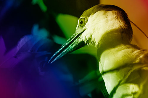 Algae Beak Black Crowned Night Heron (Rainbow Shade Photo)