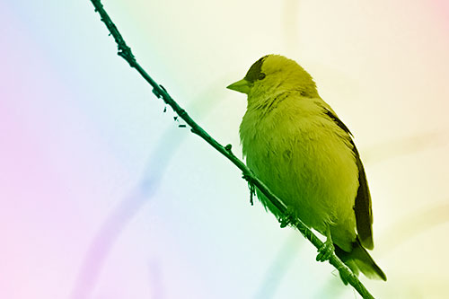 American Goldfinch Perched Along Slanted Branch (Rainbow Shade Photo)