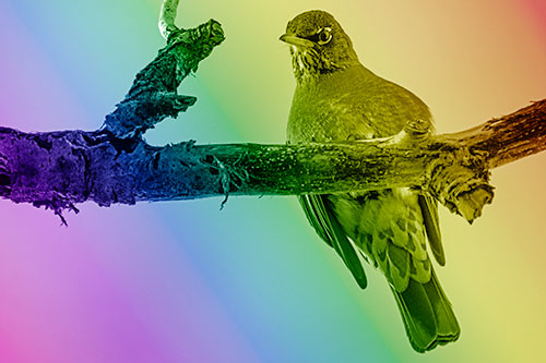 American Robin Perched Along Thick Decomposing Tree Branch (Rainbow Shade)