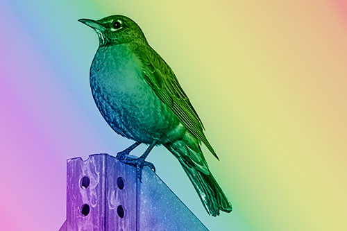 American Robin Perched Atop Metal Sign (Rainbow Shade Photo)