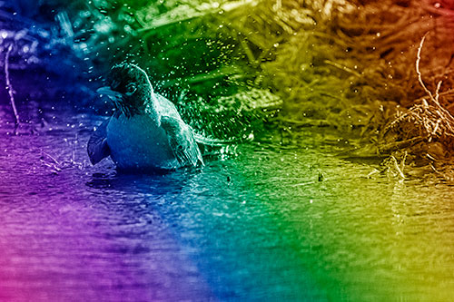 American Robin Splashing River Water (Rainbow Shade Photo)