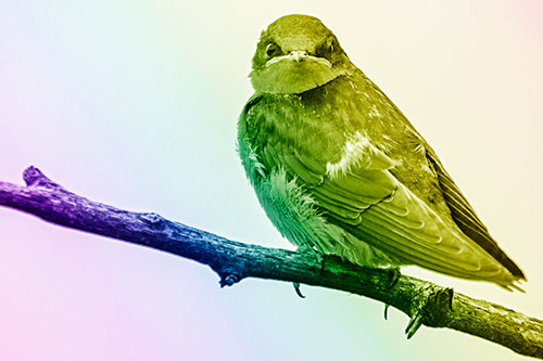 Angry Barn Swallow Looking Backwards (Rainbow Shade)