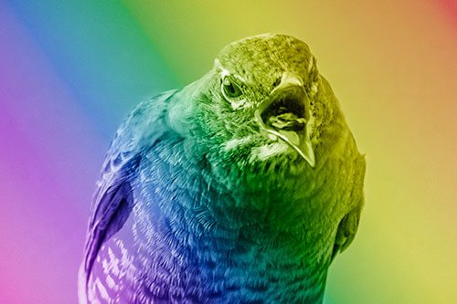 Angry Faced American Robin Screaming (Rainbow Shade)