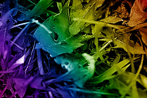 Angry Rotting Triangular Leaf Face (Rainbow Shade)
