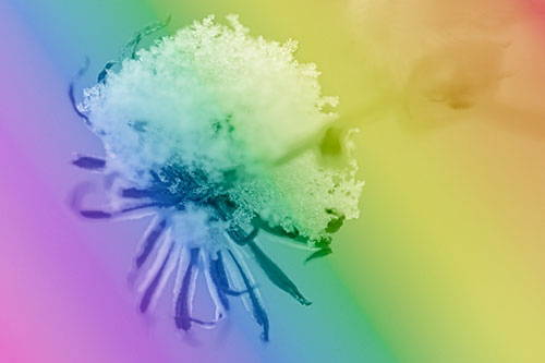 Angry Snow Faced Aster Screaming Among Cold (Rainbow Shade Photo)