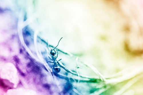 Ant Celebrating On A Curved Stick (Rainbow Shade Photo)