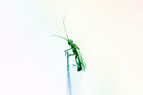 Ant Clinging Atop Piece Of Grass (Rainbow Shade Photo)