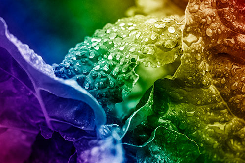 Arching Leaf Water Droplets (Rainbow Shade Photo)