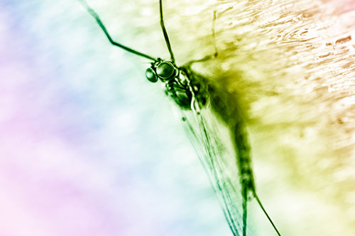 Back Bending Big Eyed Mayfly Resting (Rainbow Shade Photo)