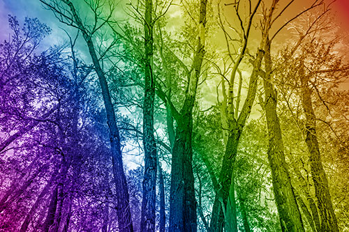Bark Peeling Trees Going Bald Among Sunlight (Rainbow Shade)