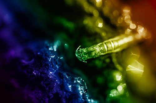 Bent Antenna Larva Slithering Across Soaked Rock (Rainbow Shade Photo)