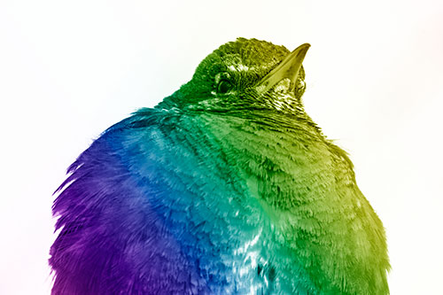 Big Puffy American Robin Enjoys Sunrise (Rainbow Shade)