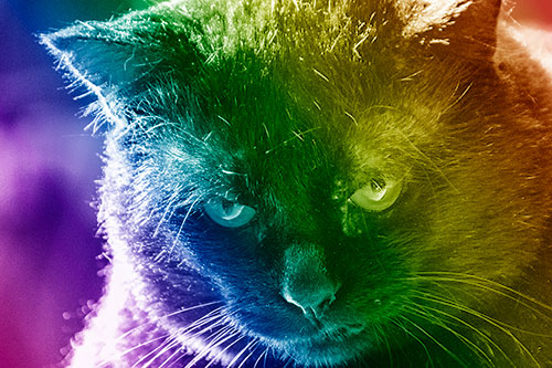 Black Cat Plotting Among Sunlight (Rainbow Shade)