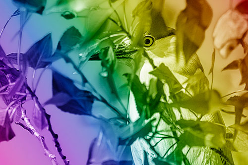 Black Crowned Night Heron Keeping Watch Among Leaves (Rainbow Shade)