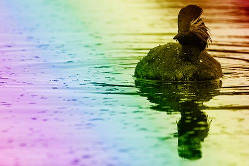 Black Necked Eared Grebe Floating Atop Lake (Rainbow Shade)