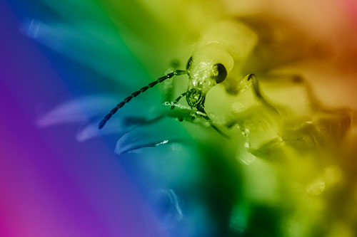Blister Beetle Feasts Atop Gumplant Flower (Rainbow Shade)