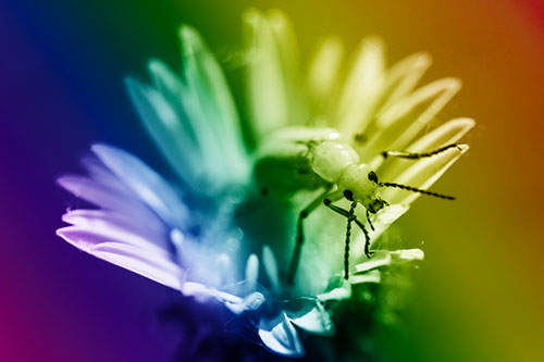 Blister Beetle Guards Gumplant Flower (Rainbow Shade)