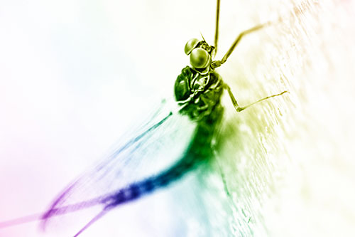 Body Bending Mayfly Resting Vertically (Rainbow Shade Photo)