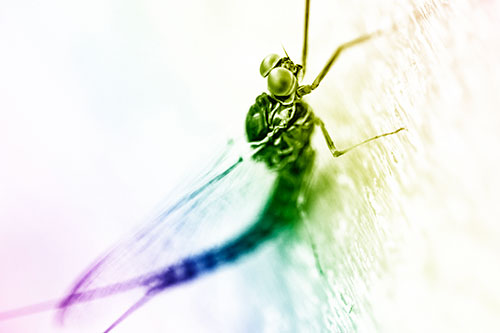 Body Bending Mayfly Resting Vertically (Rainbow Shade)