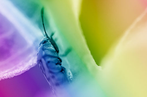 Boxelder Beetle Crawling Up Plant Stem (Rainbow Shade Photo)