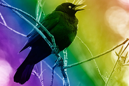 Brewers Blackbird Chirping Atop Sloping Branch (Rainbow Shade Photo)