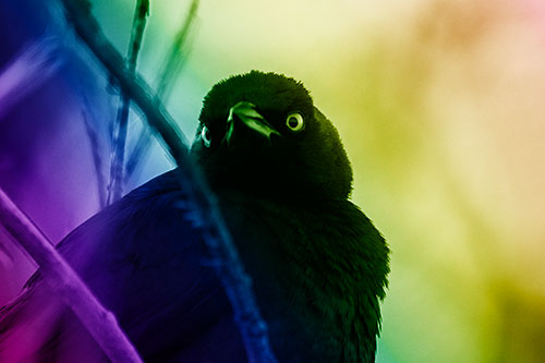 Brewers Blackbird Keeping Watch (Rainbow Shade Photo)