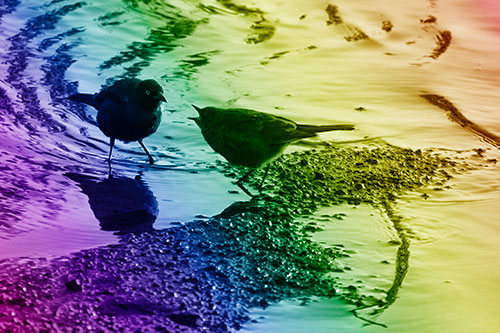 Brewers Blackbirds Feeding Along Shoreline (Rainbow Shade Photo)