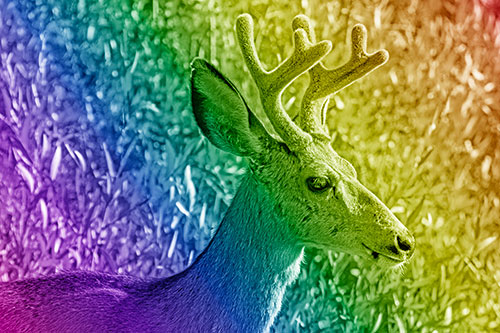 Calm Mule Deer Casually Wandering Around Vegetation (Rainbow Shade)
