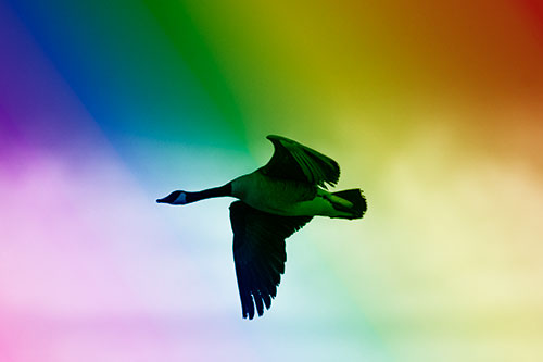 Canadian Goose Flying Among Sunrise (Rainbow Shade Photo)