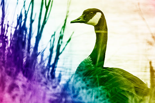 Canadian Goose Hiding Behind Reed Grass (Rainbow Shade Photo)