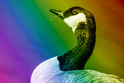 Canadian Goose Munches Single Grass Blade (Rainbow Shade)