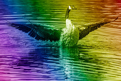 Canadian Goose Spreads Wings Among Lake Top (Rainbow Shade)