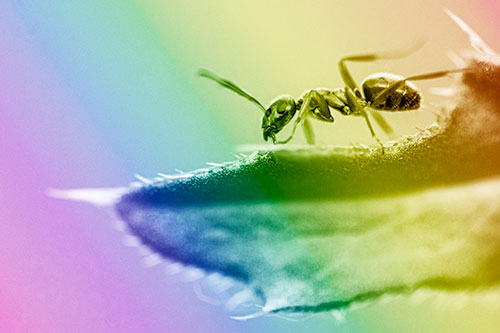 Carpenter Ant Crawls Across Spiky Thistle Leaf (Rainbow Shade)