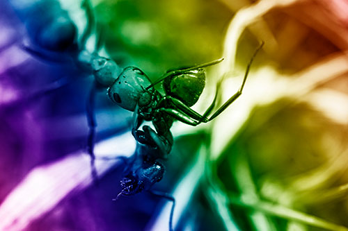 Carpenter Ant Uses Mandible Grips To Haul Dead Corpse (Rainbow Shade Photo)